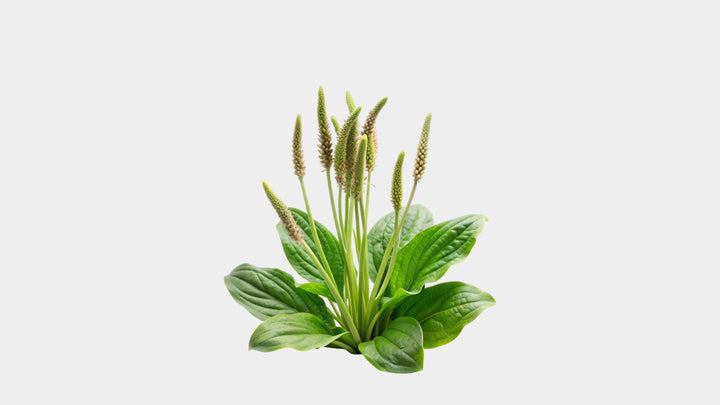 Damar Otu ( Plantago Lanceolata )