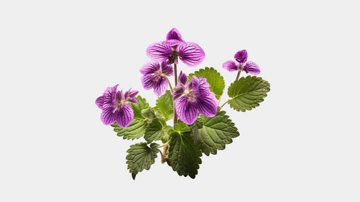 Ebegümeci (Malva sylvestris L.)