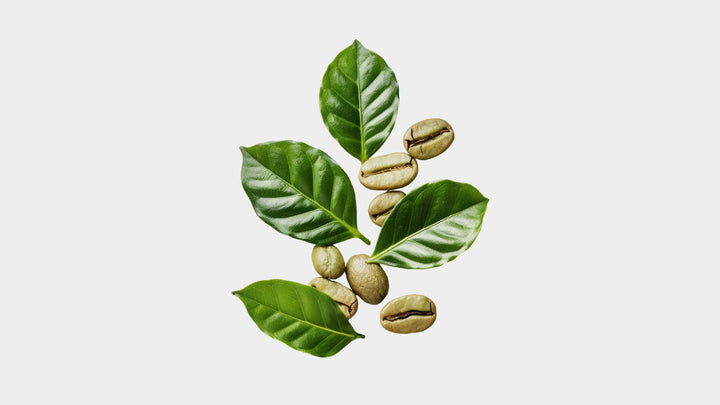 Green Coffee (Yeşil Kahve) Nedir?