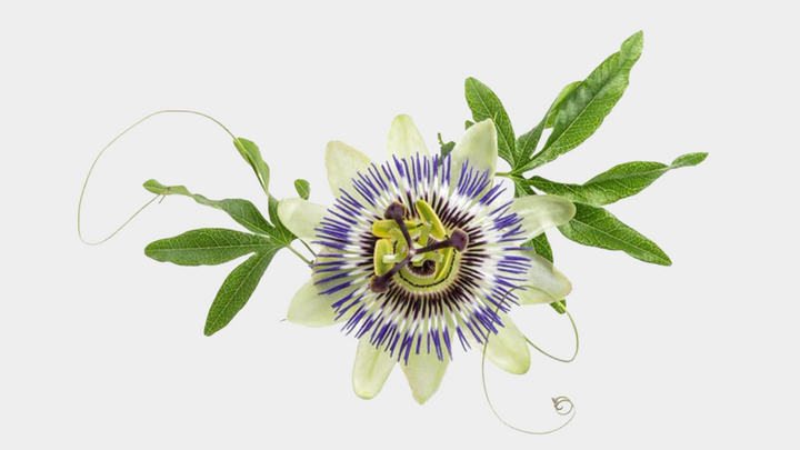 Passiflora Nedir? Çarkıfelek Otu Rehberi