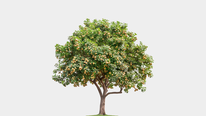 Ceviz (Juglans Regia L.)