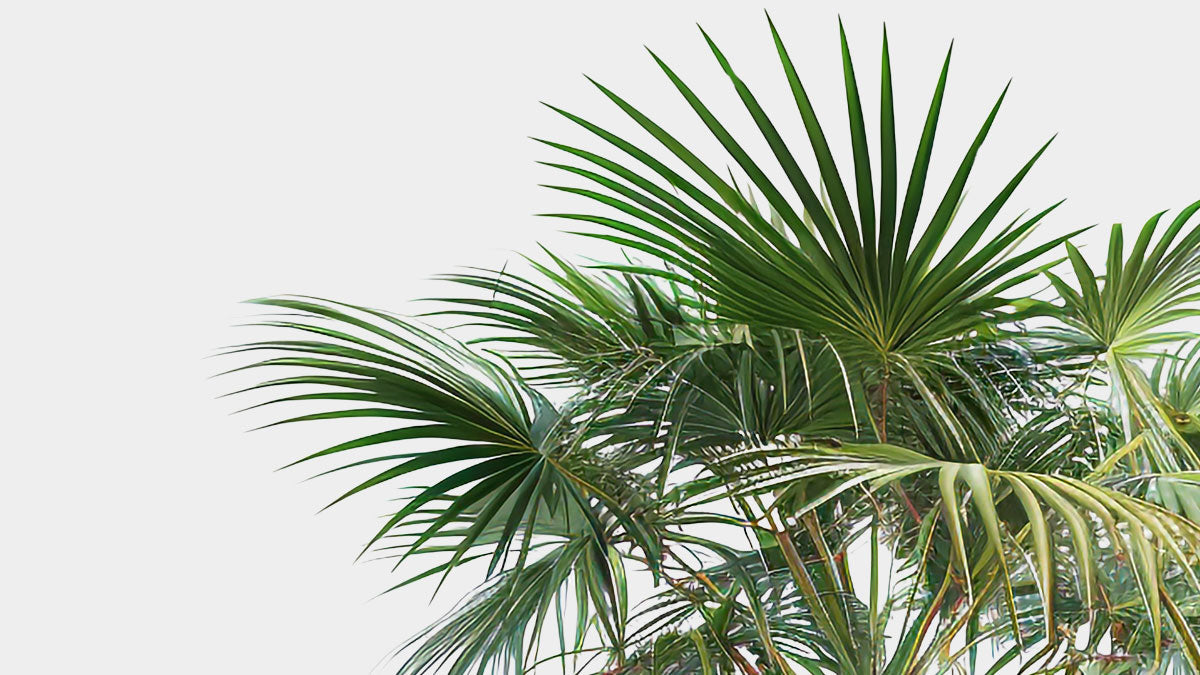 Cüce Palmiye (Serenoa Repens)
