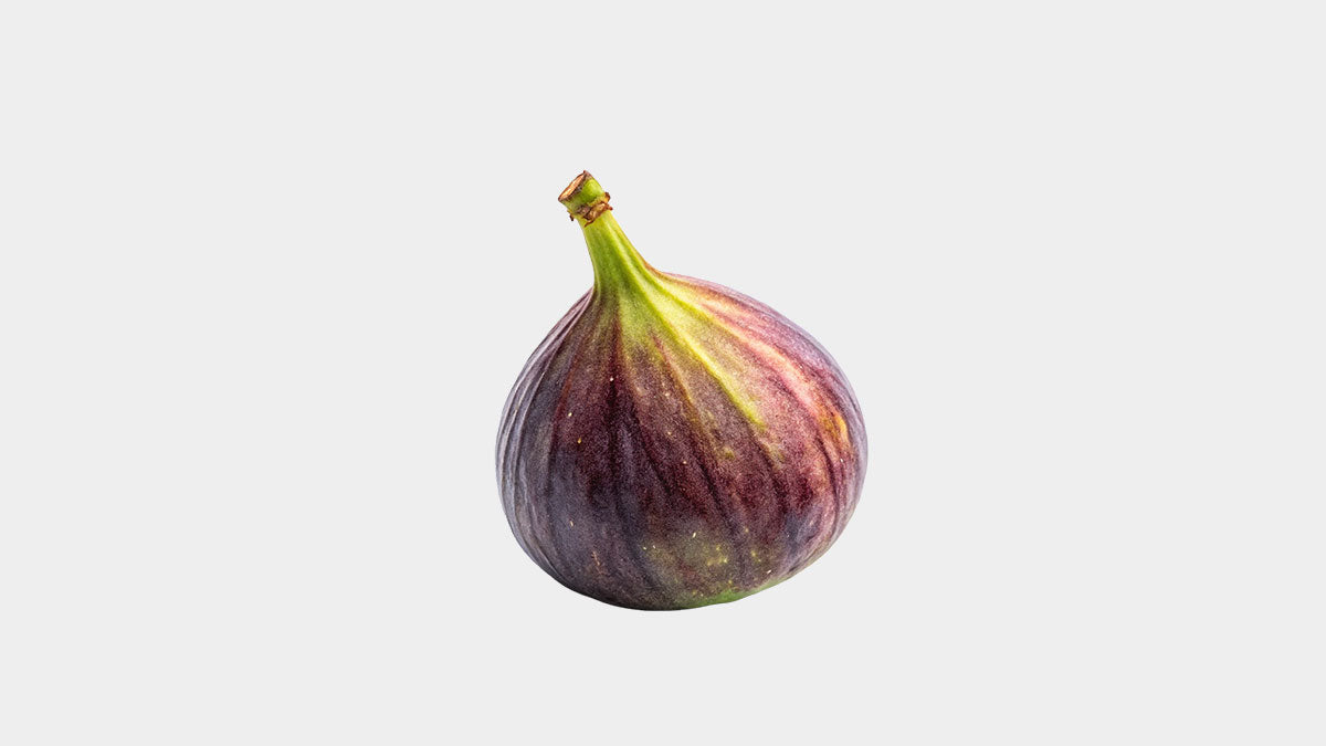 İncir ( Ficus Carica )
