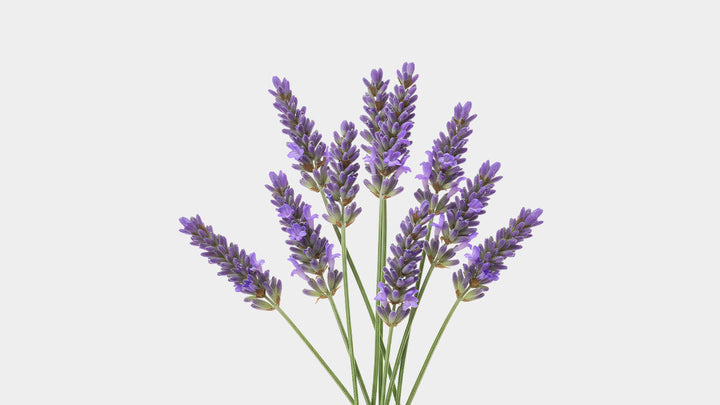 Karabaş Otu (Lavandula Stoechas) Nedir?