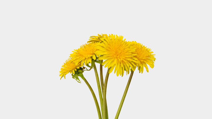 Karahindiba (Taraxacum officinale)