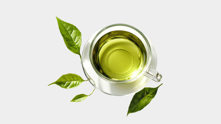 Yeşil Çay (Camellia sinensis L.)