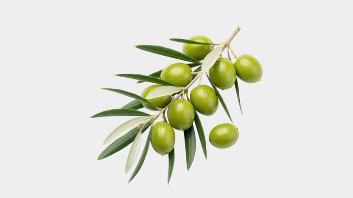 Zeytin Yaprağı Ekstraktının Damar Sağlığımıza Yararlı Etkileri