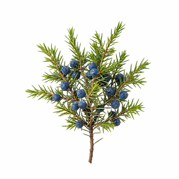 Ardıç (Juniperus communis) Meyve Ekstresi