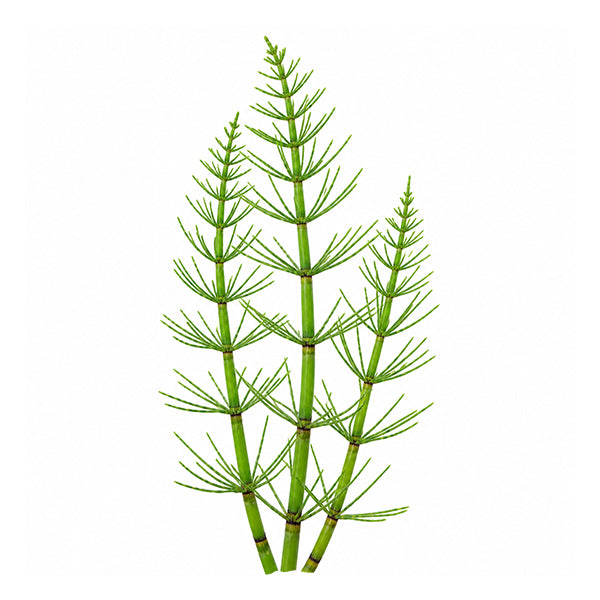 At Kuyruğu (Equisetum arvense) Toprak Üstü Ekstresi