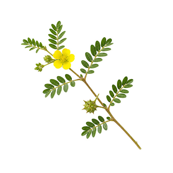 Çoban Çökerten (Tribulus terrestris) Meyve Ekstresi