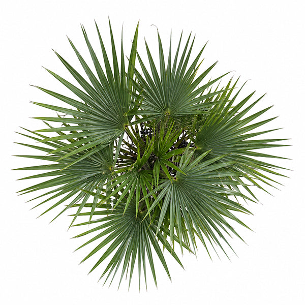 Cüce Palmiye (Serenoa repens) Meyve Ekstresi