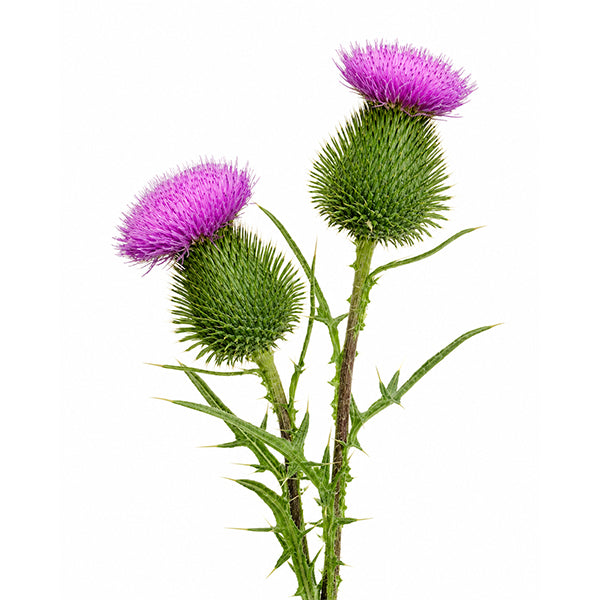 Deve Dikeni (Silybum marianum) Tohum Ekstresi