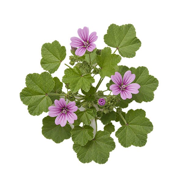 Ebegümeci (Malva sp.) Çiçek Ekstraktı