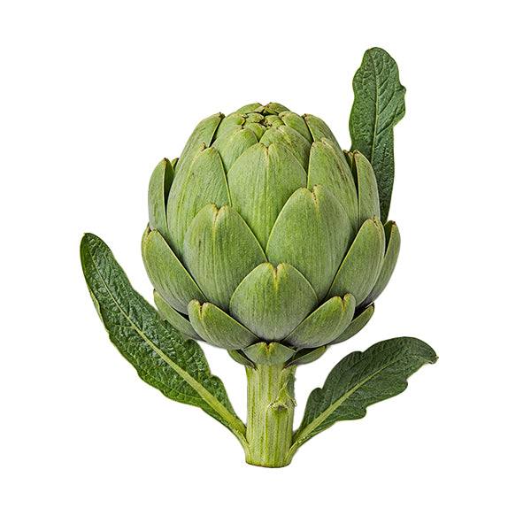 Enginar (Cynara scolymus) Yaprak Ekstresi