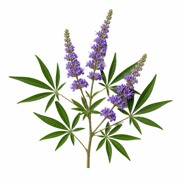 Hayıt (Vitex agnus-castus) Tohum Ekstresi