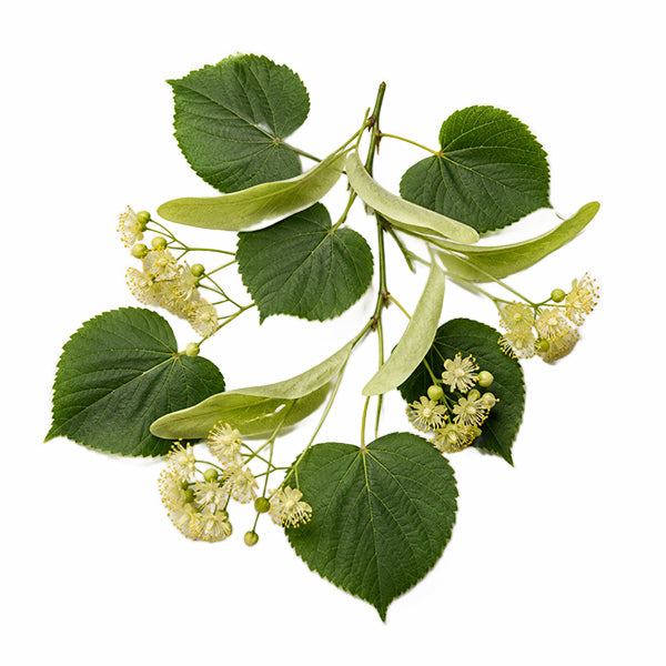 Ihlamur (Tilia sp.) Çiçeği Ekstraktı