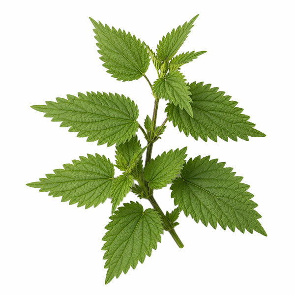 Isırgan (Urtica sp.) Yaprak Ekstresi