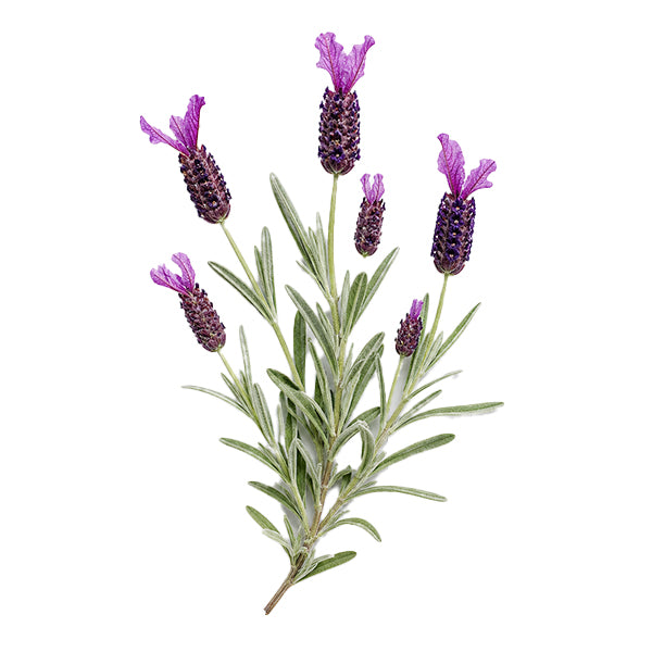 Karabaş Otu ( Lavandula stoechas) Çiçek Durumu Ekstraktı