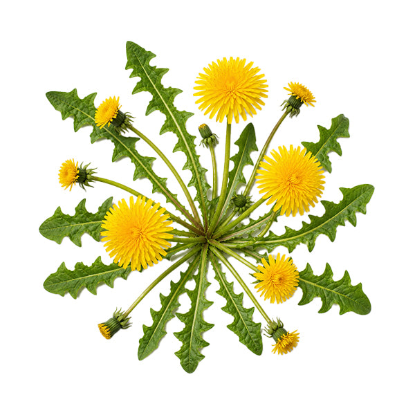Karahindiba (Taraxacum officinale) Toprak Üstü Ekstresi