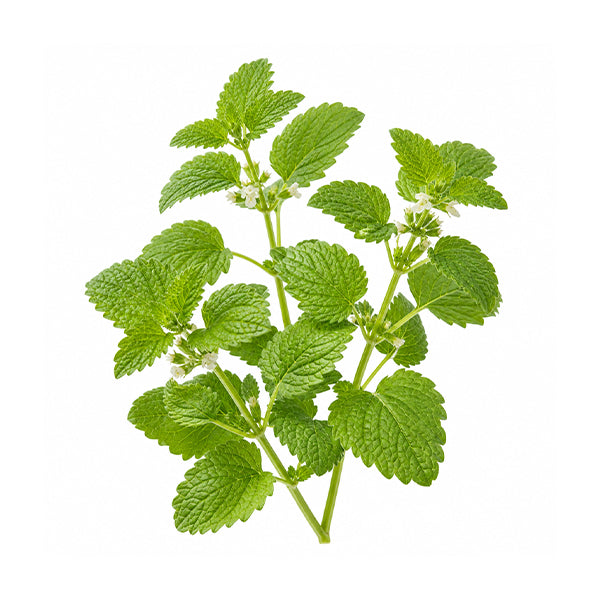 Melisa (Melissa officinalis)  Yaprak Ekstresi
