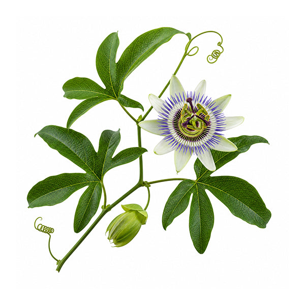 Passiflora (Passiflora incarnata) Toprak Üstü Ekstresi