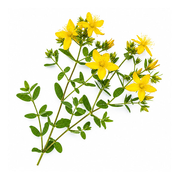 Sarı Kantaron (Hypericum perforatum) Toprak Üstü Ekstresi