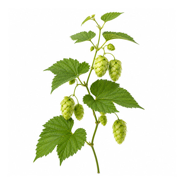 Şerbetçiotu (Humulus lupulus) Çiçek Durumu (storbil) Ekstresi