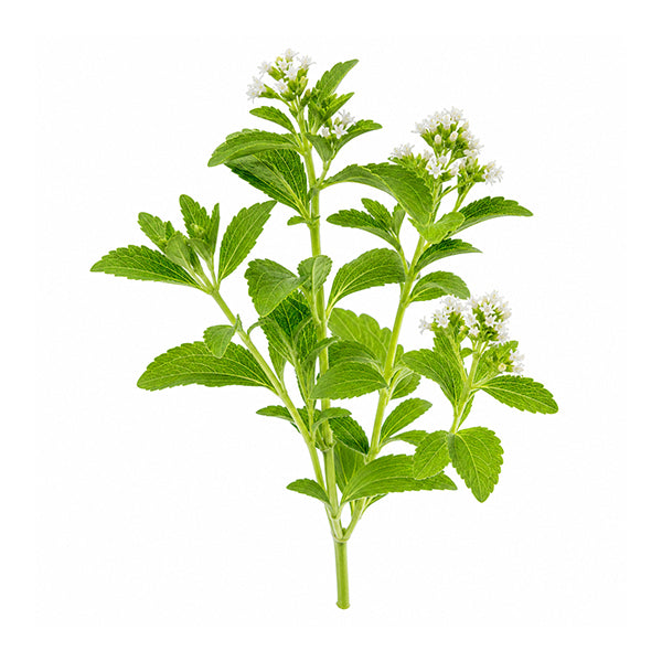Stevia (Stevia Rebaudiana) Yaprak Ekstresi