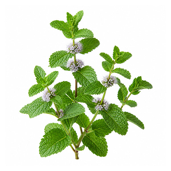 Tıbbi Nane (Mentha piperita) Yaprak Yağı