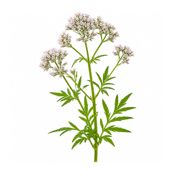 Valerian (Valeriana officinalis) Kök Ekstresi