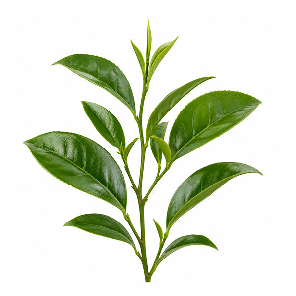 Yeşil Çay (Camellia sinensis) Yaprak Ekstresi