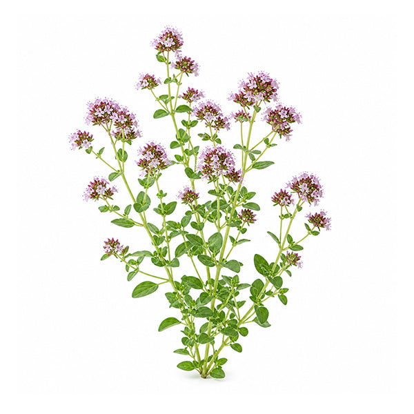 Zahter (Thymbra spicata L.) Toprak Üstü Ekstraktı