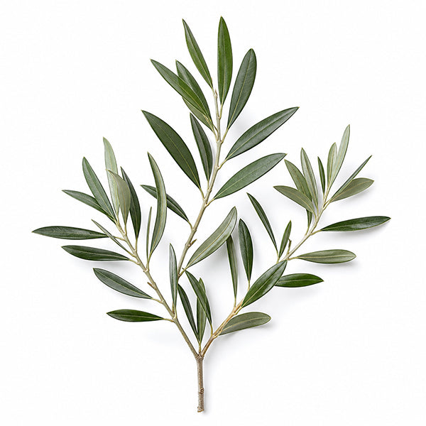 Zeytin Yaprağı (Olea europea L.) Ekstresi